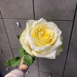 Роза одноголовая кенделайт