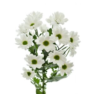 Хризантема кустовая кеннеди