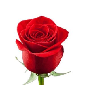 Роза одноголовая мадам ред