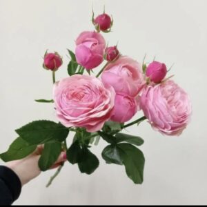 Роза кустовая пинк сильва
